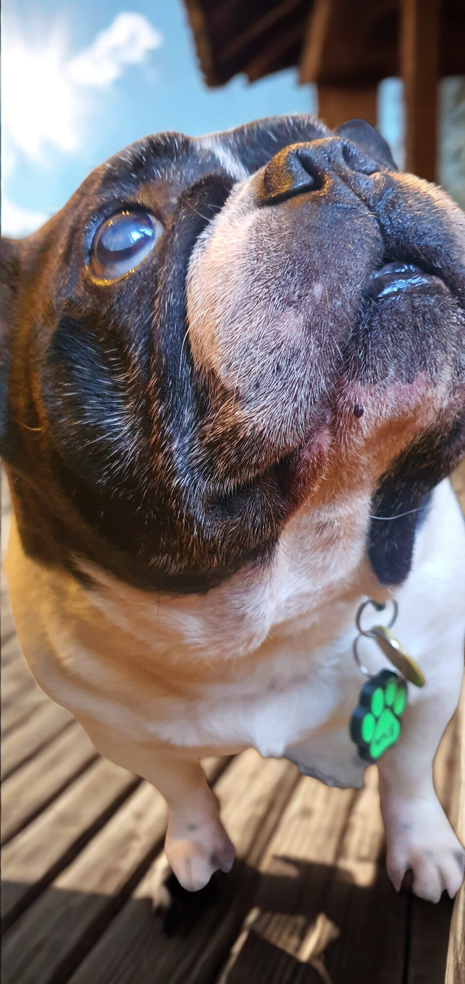 NFC Scannable Dog or Cat Tag