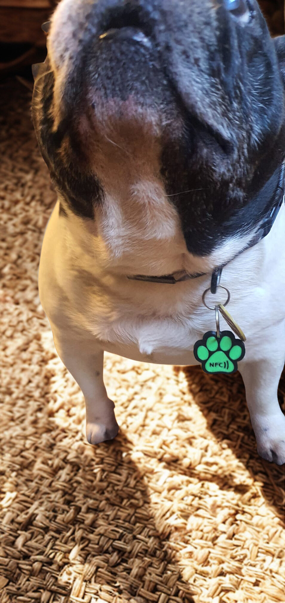 NFC Scannable Dog or Cat Tag